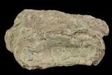 Xiphactinus (Cretaceous Fish) Vertebra - Kansas #102678-1